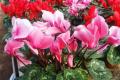 What is the language of cyclamen flowers?