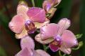 What is the legend of Phalaenopsis?