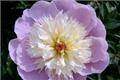 Efficacy and function of Paeonia lactiflora