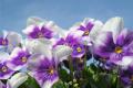 What is the flower language of pansy? the legend of pansy.