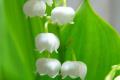 What is the lily of the valley language?