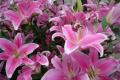 How to cultivate lilies? indoor culture methods of lilies