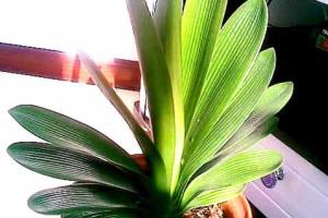 The cause of yellowing of the leaves of Cymbidium and its solution