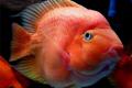 How to raise parrot fish common diseases