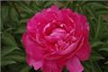 Efficacy and function of Paeonia lactiflora