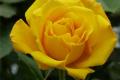 What is the language of yellow roses