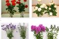 How to keep fresh Flowers