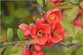 What kinds of crabapple flowers are used