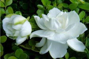 Efficacy and function of Gardenia jasminoides