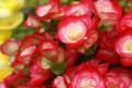 How to trim the four seasons begonia pruning technology