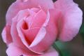 The characteristics of Chinese rose what is the use of rose