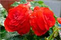 Knowledge of winter maintenance of begonia in four seasons