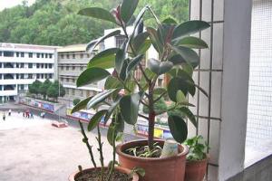 What is the location of the rubber tree? how to put the rubber tree?