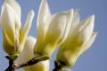 What is the meaning of Magnolia flower language sent to Magnolia?