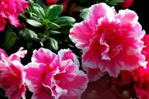 Are azaleas poisonous? are azaleas easy to raise?