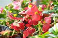 Is it easy to raise four Seasons Begonia? breeding methods and points for attention of four Seasons Begonia