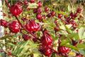 The efficacy and function of Roselle