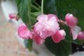 Culture method of double four-season Begonia