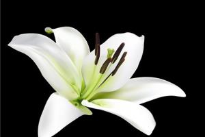 How to raise lilies in family farming