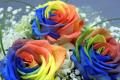 What is the flower language of rainbow roses?