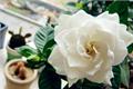 How to raise gardenia well