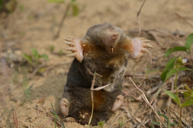 Your own gopher, fight by yourself!