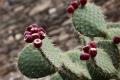 What is the function of cactus fruit? edible method of cactus fruit