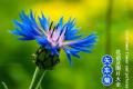 [cornflower] the flower language of cornflower, a collection of cornflower pictures