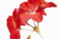 Is the geranium poisonous? the efficacy and function of the geranium