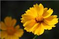 The efficacy and function of marigold