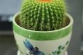 How to raise the golden tiger cactus