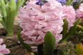 What is hyacinth flower language?