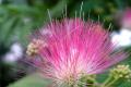 When does the acacia flower bloom? the florescence and language of the acacia flower.