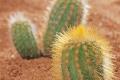 What are the varieties of cactus?