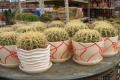 The golden tiger cactus put fengshui and its function is very interesting.