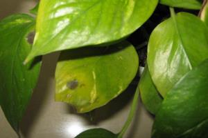 Green pineapple leaves yellowed by water