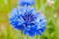 What is the flower language and implication of blue cornflower?