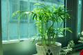 Introduction to indoor fengshui analysis of potted plants