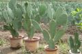 What are the uses of cactus