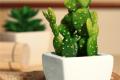 Is the cactus radiation-proof?