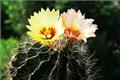 Cactus blossoms? cactus blossom time