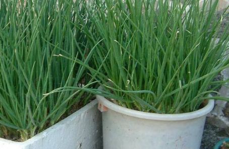 When do potted chives usually be sown? What are the main points of planting methods?