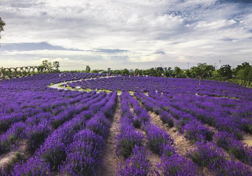 How much is the price of lavender seeds per jin? Planting time and method should be clear!