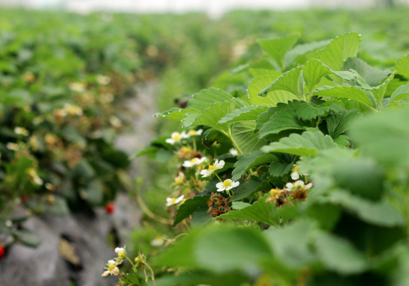 Introduction to seven key points of strawberry high-yield planting!