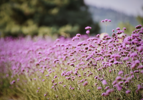 How much is the price of lavender seeds in 2019? What are the prospects for growing lavender?