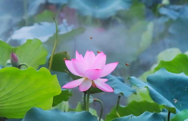 How to plant lotus flowers in order to grow happily?