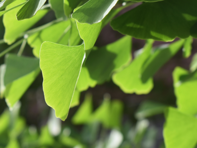 Introduction of five matters needing attention in ginkgo planting!