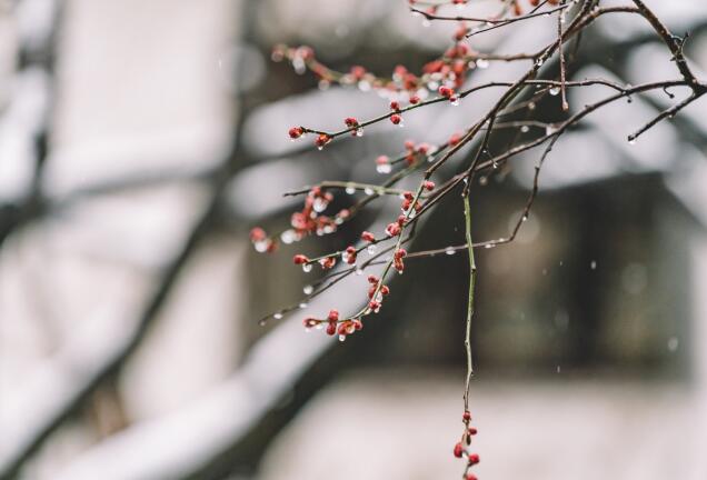 What is the moral of plum blossom? What are the points for attention in planting?