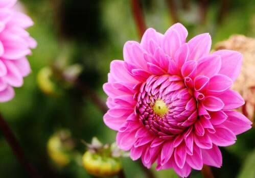 How many times a year can potted dahlia blossom? What are the planting methods?