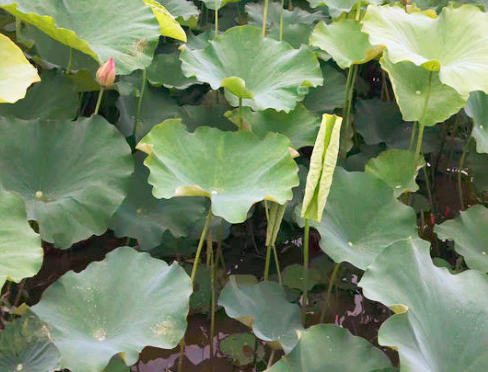 How to grow lotus (water hibiscus)? When will it blossom?